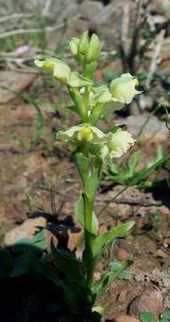 Plancia ëd Pterygodium alatum (Thunb.) Sw.