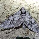 Image of Sonoran Sphinx