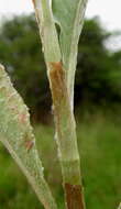 Image of Persicaria senegalensis albotomentosa (R. A. Grah.) K. L. Wilson