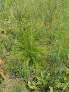 Imagem de Carex humilis Leyss.