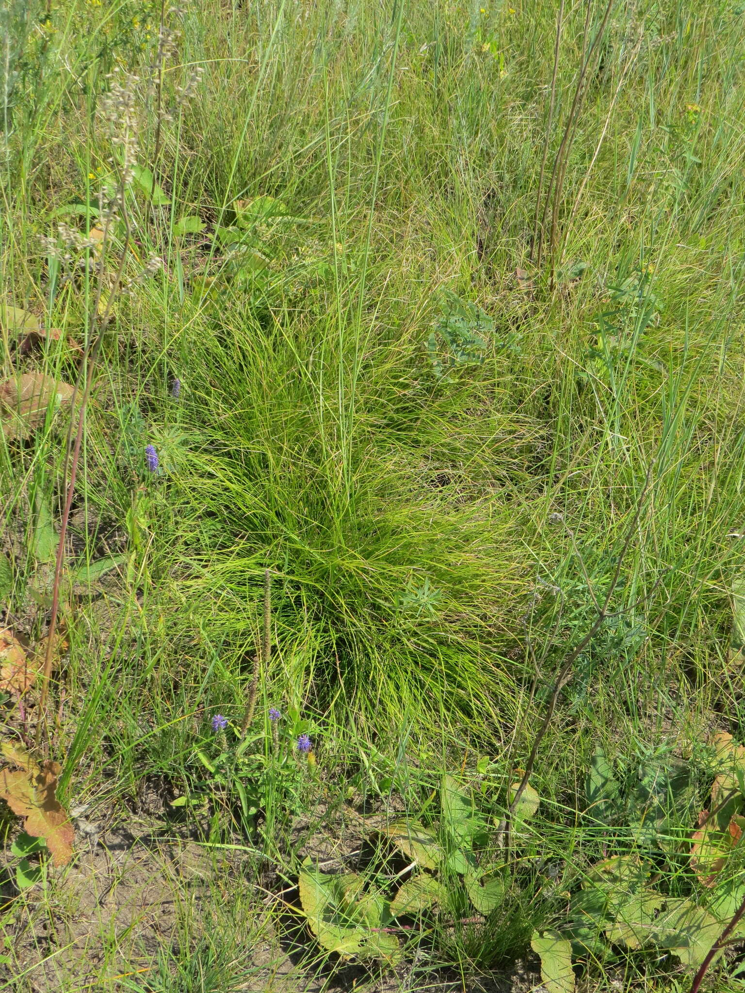 Imagem de Carex humilis Leyss.