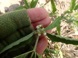 Plancia ëd Asclepias emoryi (Greene) Tidestr.