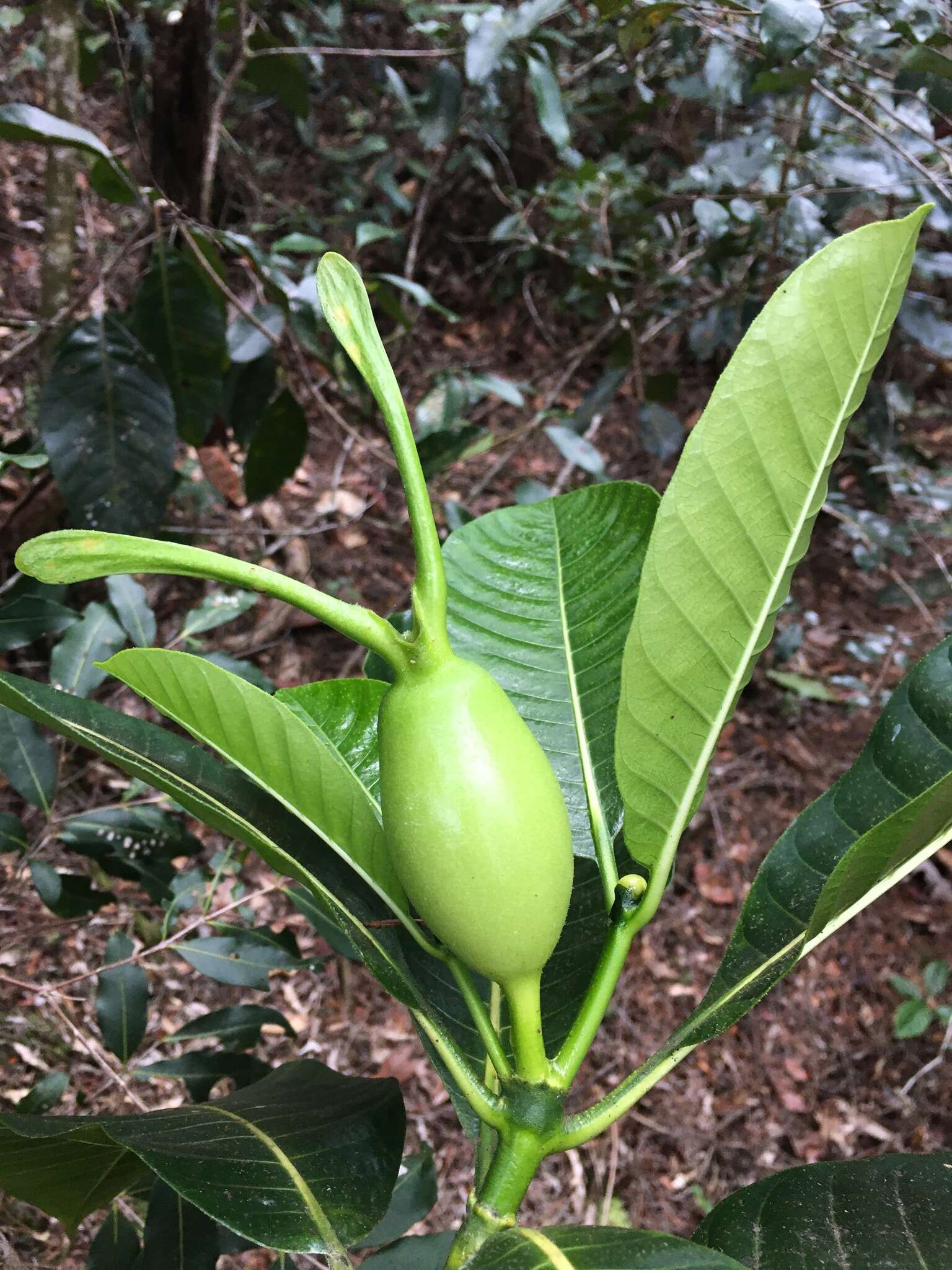 Plancia ëd Gardenia oudiepe Vieill.