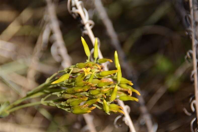 Image of Kalanchoe paniculata Harv.