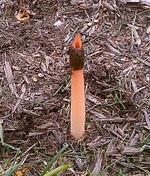Image of Elegant stinkhorn