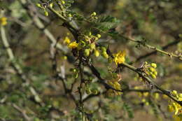 Слика од Mesocheira bicolor (Fabricius 1804)