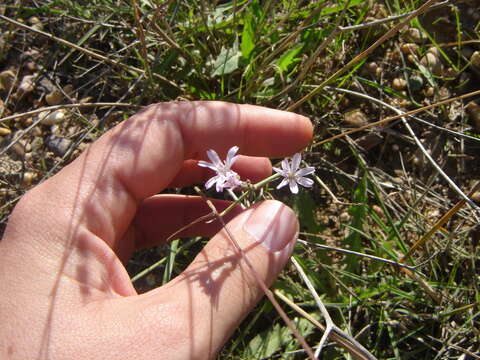 Image of Lactuca inermis Forsk.