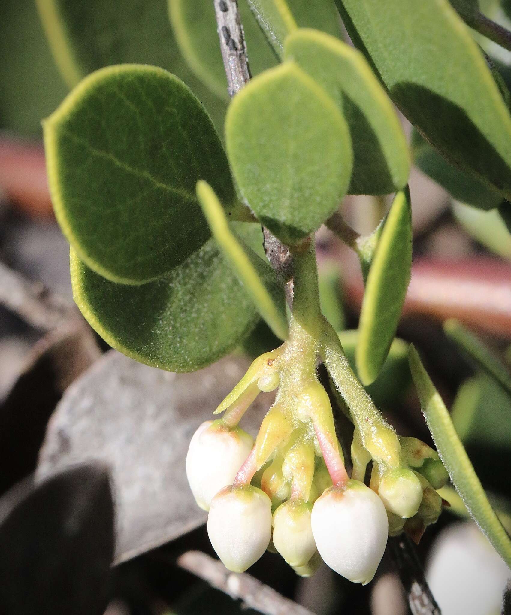 Слика од <i>Arctostaphylos montana</i> subsp. <i>ravenii</i>