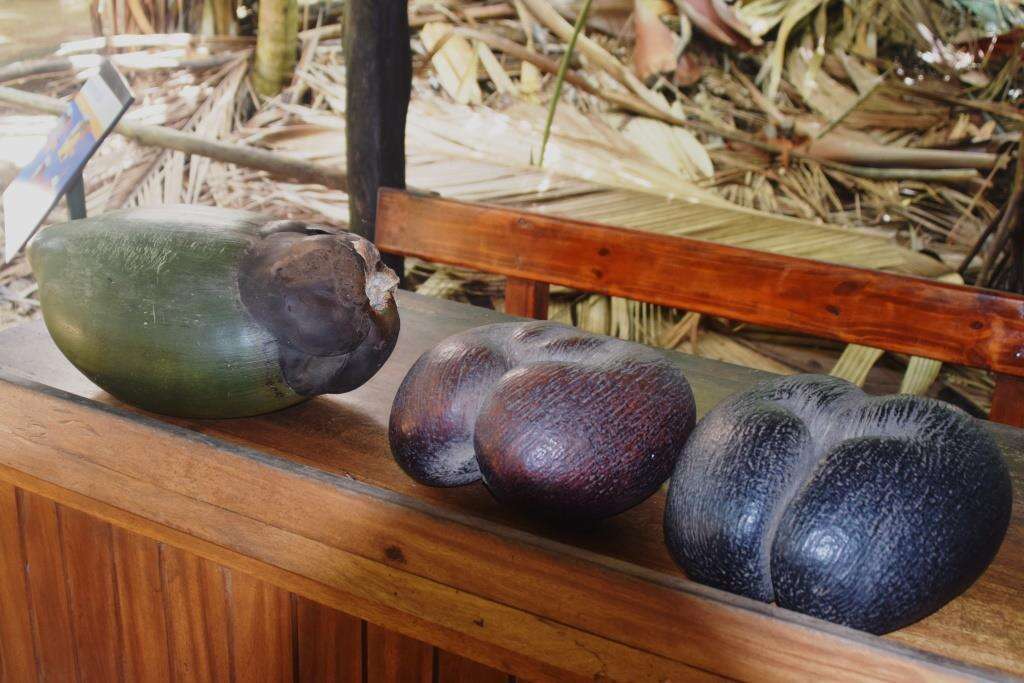 Sivun Seychellienpalmut kuva