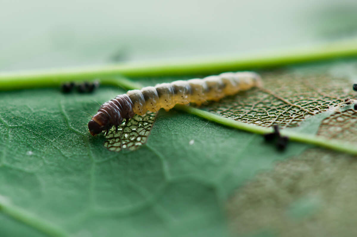 Image of Oak Leaftier