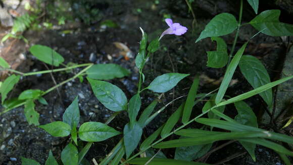 Image of Dicliptera tinctoria