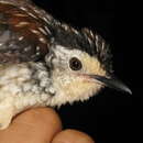 Image of Striped Wren-Babbler