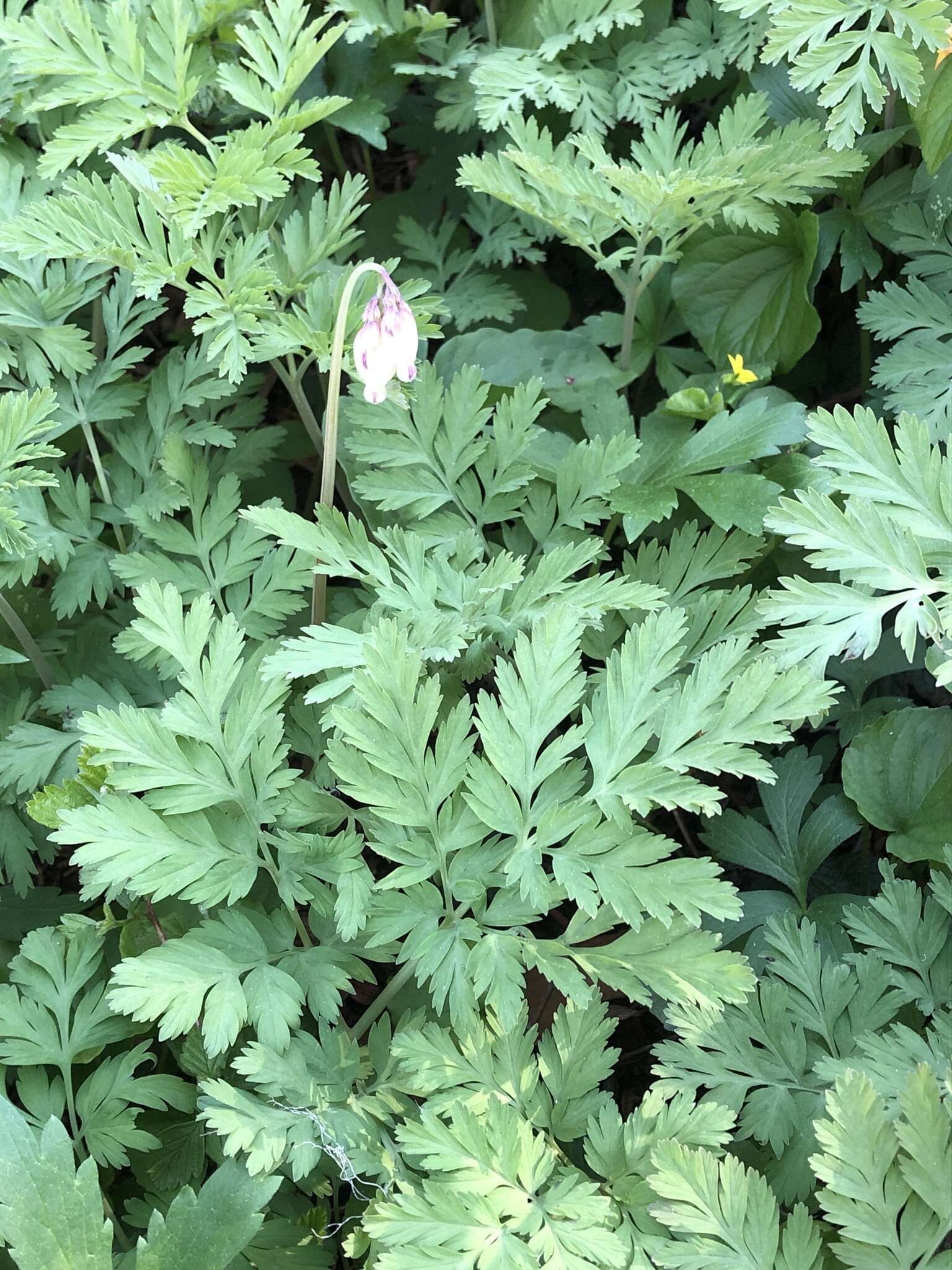 Sivun Dicentra formosa subsp. oregona (Eastw.) Munz kuva