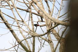 Image of Black-throated Malimbe