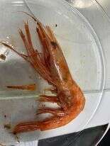 Image of northern prawn