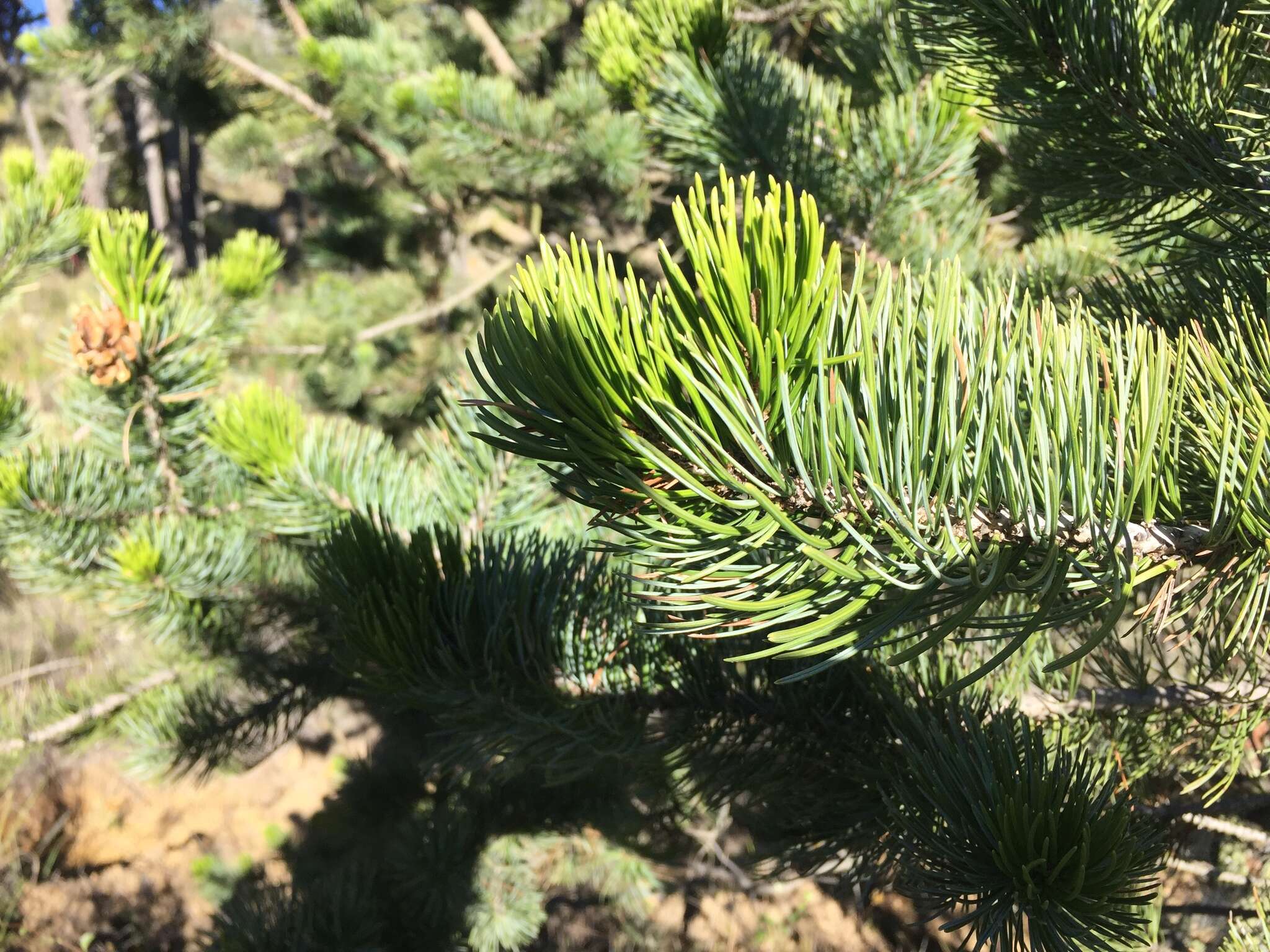 Pinus cembroides Zucc. resmi