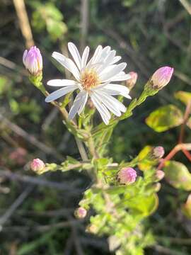 Image of Florida water aster