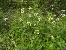 Image of boneset