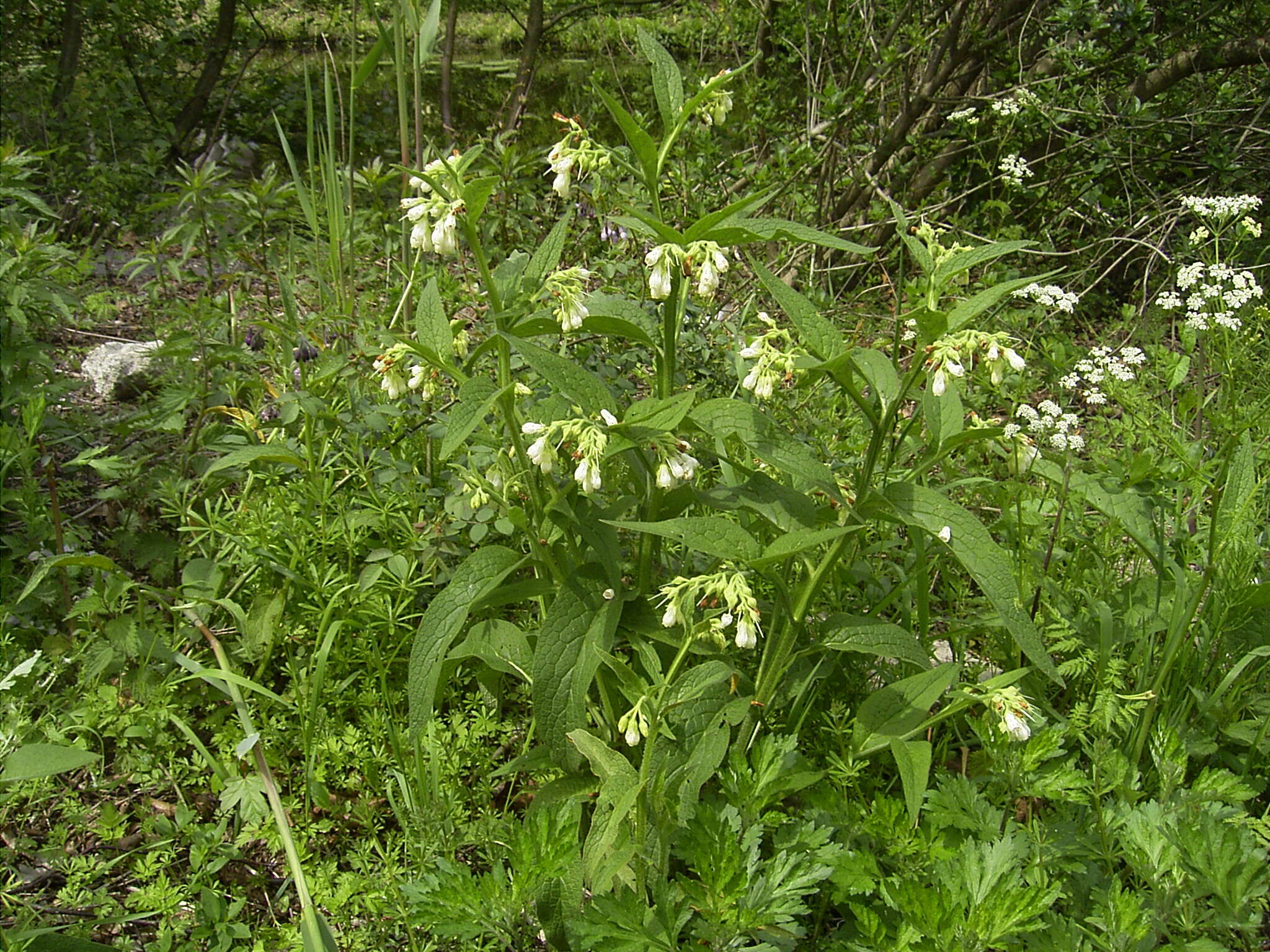 Image of boneset