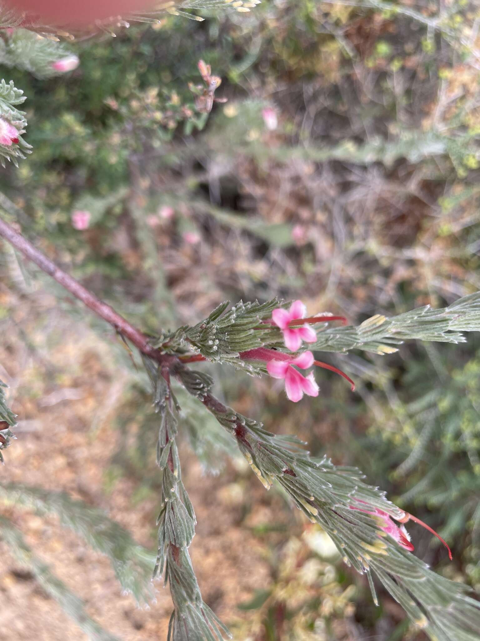 Image de Adenanthos macropodianus E. C. Nelson