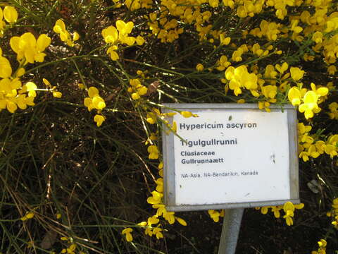 Image of great St. Johnswort