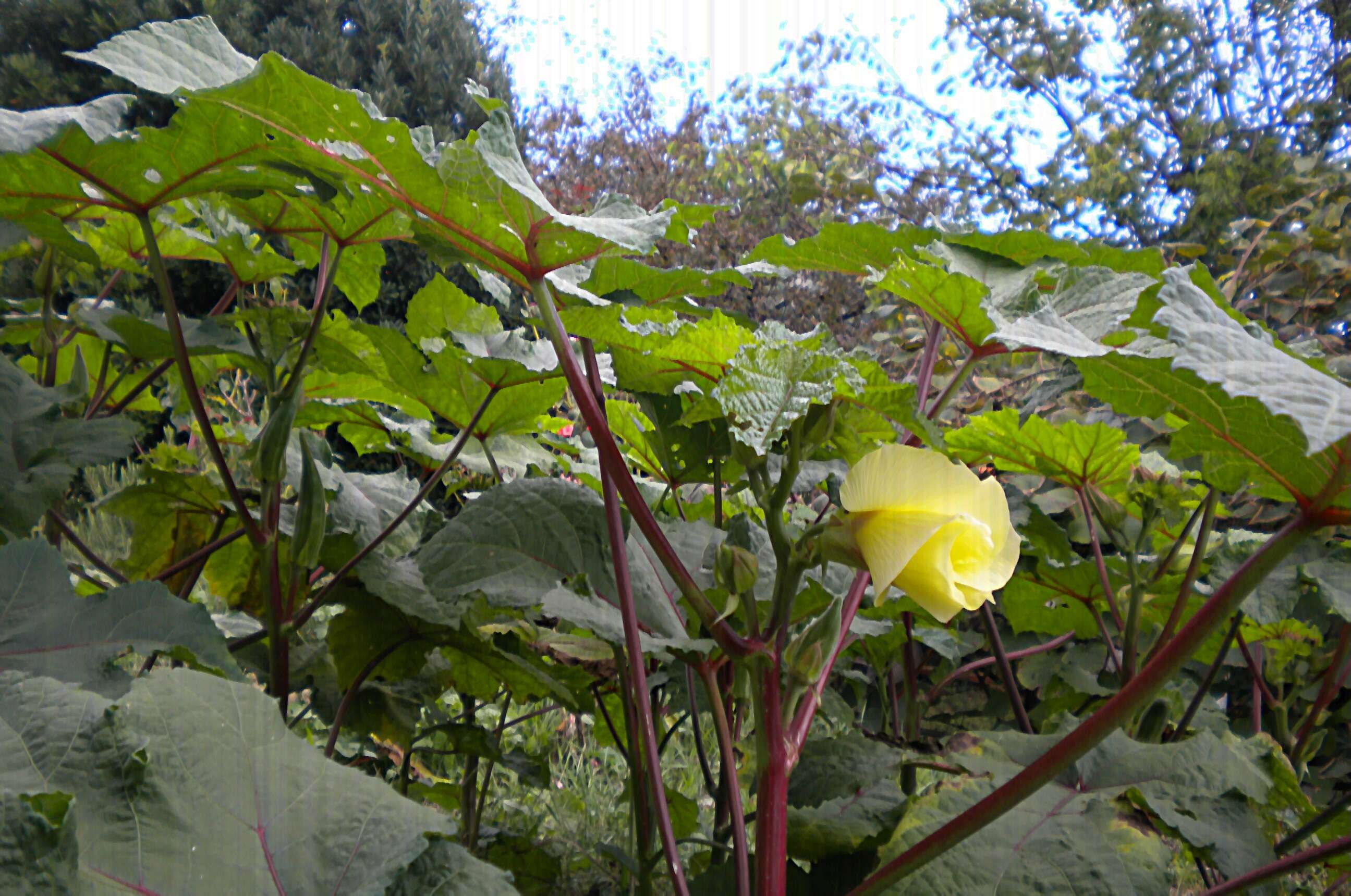 Image of okra