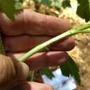 Ribes malvaceum var. viridifolium Abrams resmi