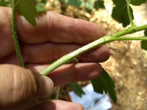 Ribes malvaceum var. viridifolium Abrams resmi