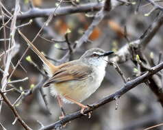 Слика од Prinia subflava affinis (Smith & A 1843)