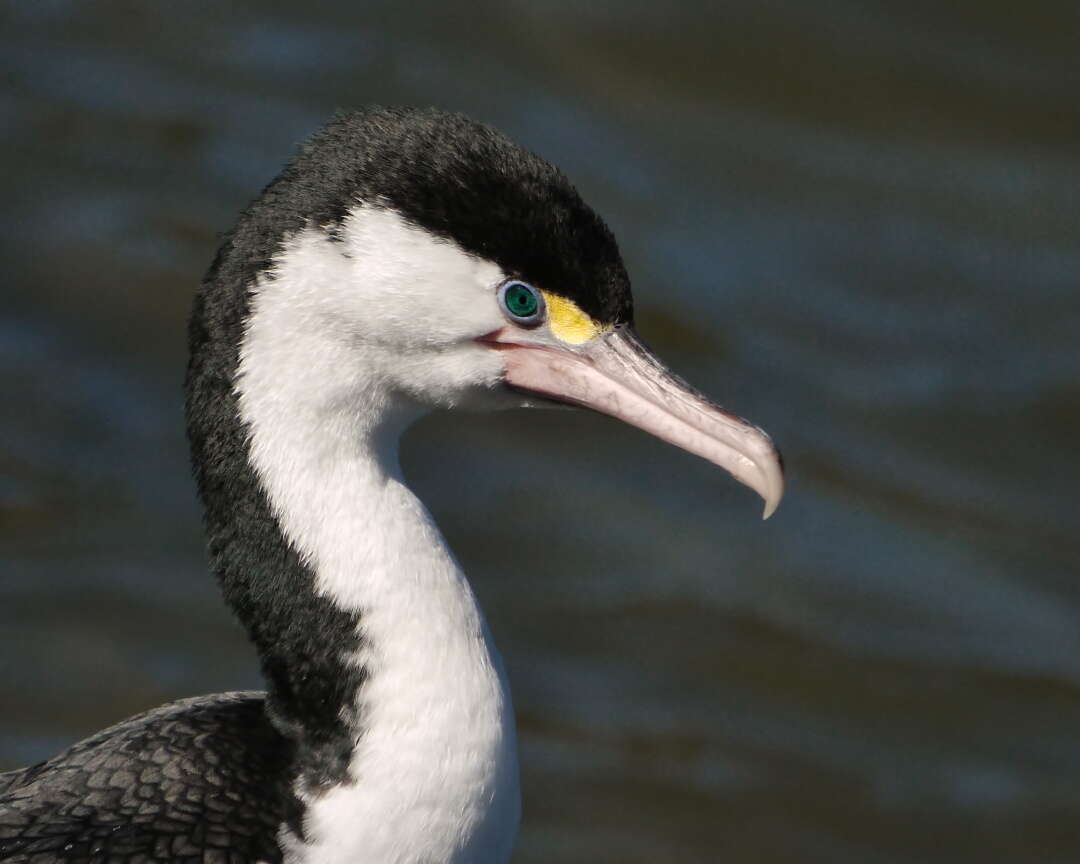 Image of Phalacrocorax Brisson 1760