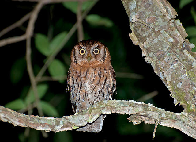 Image of Tropical Screech Owl