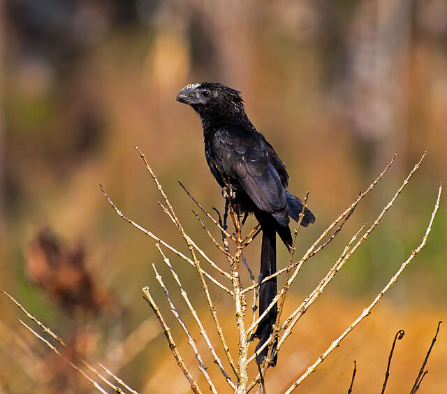 Plancia ëd Crotophaga Linnaeus 1758