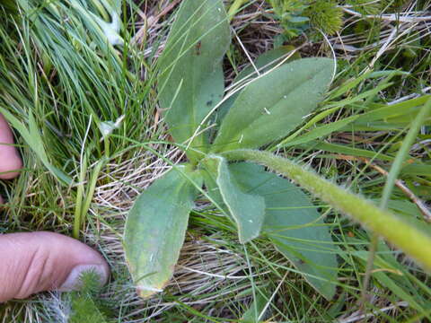 Image of mountain arnica