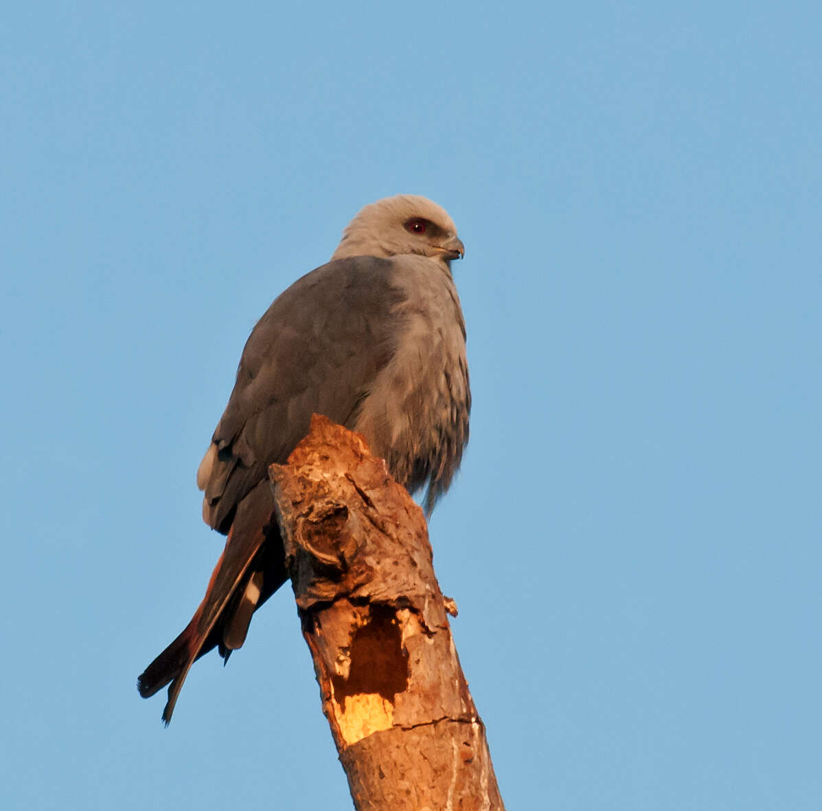 Image of Plumbeous Kite