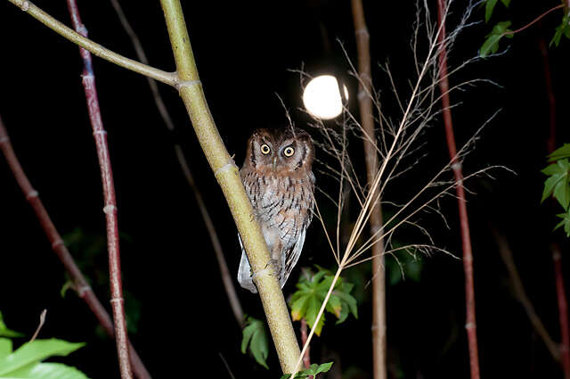 Image of Tropical Screech Owl