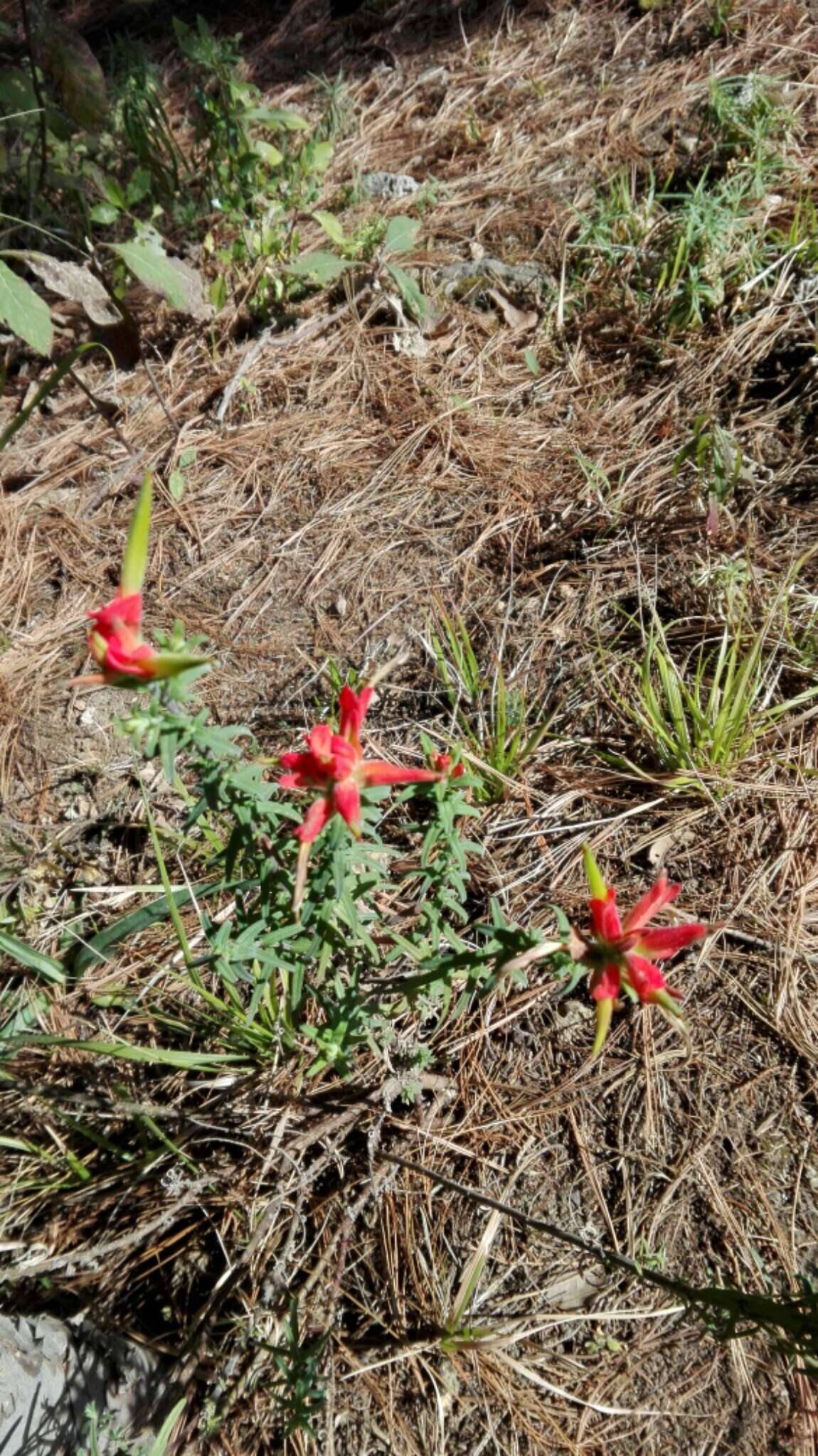 Image of <i>Castilleja <i>tenuiflora</i></i> var. tenuiflora