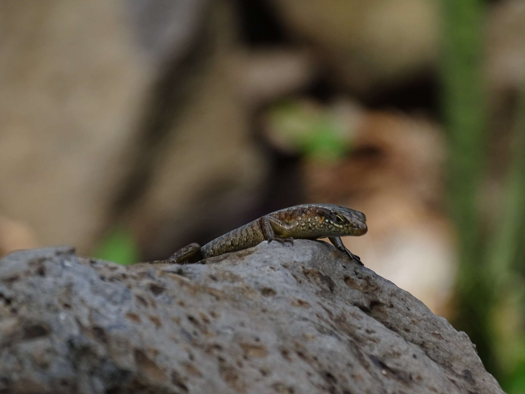 Image of Trachylepis thomensis Ceríaco, Marques & Bauer 2016