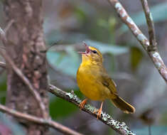 Imagem de Myiothlypis flaveola Baird & SF 1865