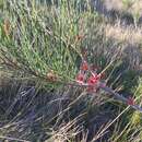 Image of Allocasuarina thalassoscopica L. A. S. Johnson