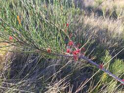 Image of Allocasuarina thalassoscopica L. A. S. Johnson