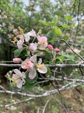 Image of Texas crab apple