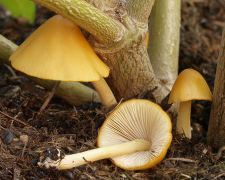 Conocybe aurea (Jul. Schäff.) Hongo 1963 resmi