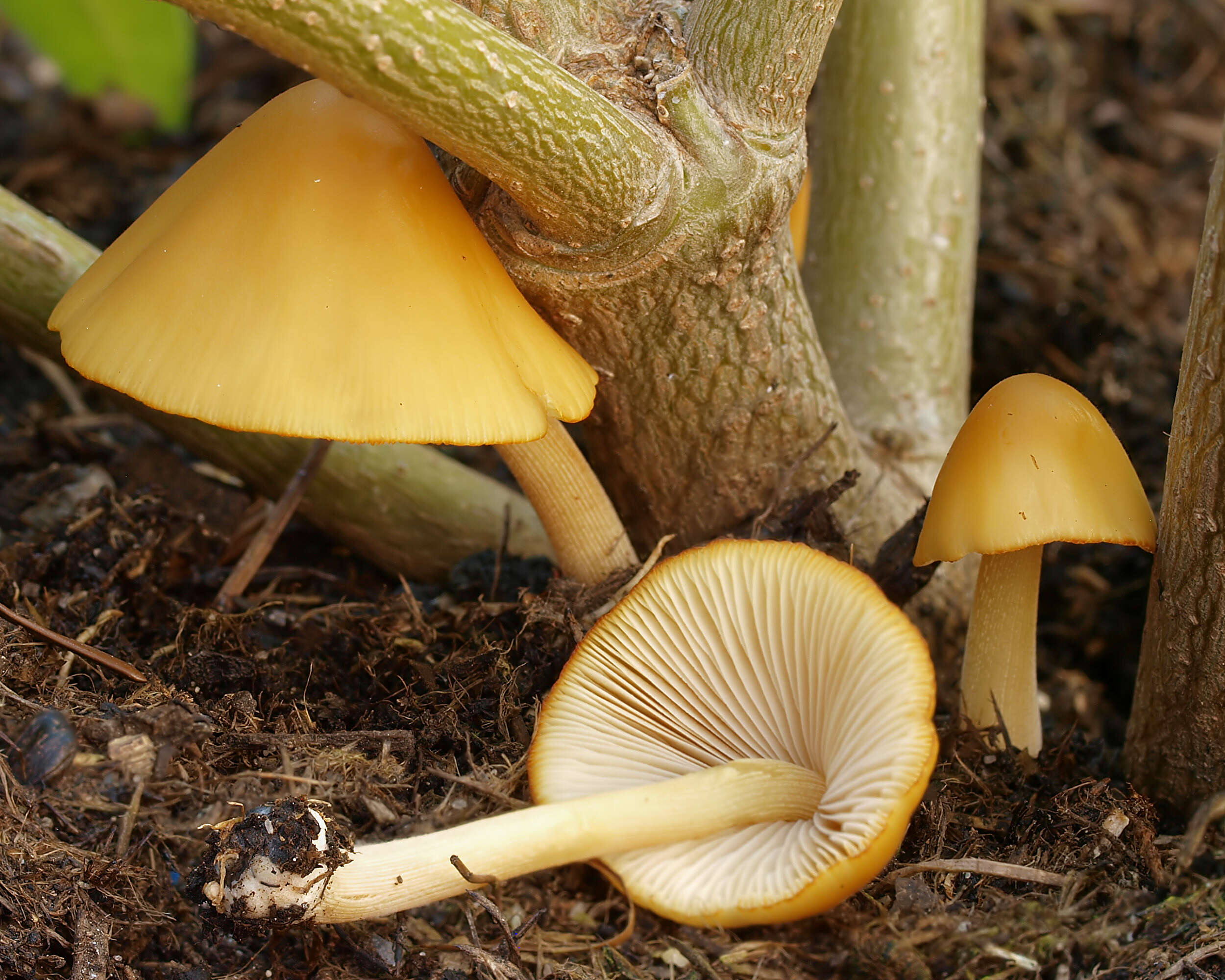 Conocybe aurea (Jul. Schäff.) Hongo 1963的圖片