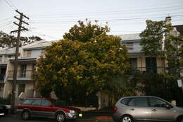 Image of fiddle-leaf fig