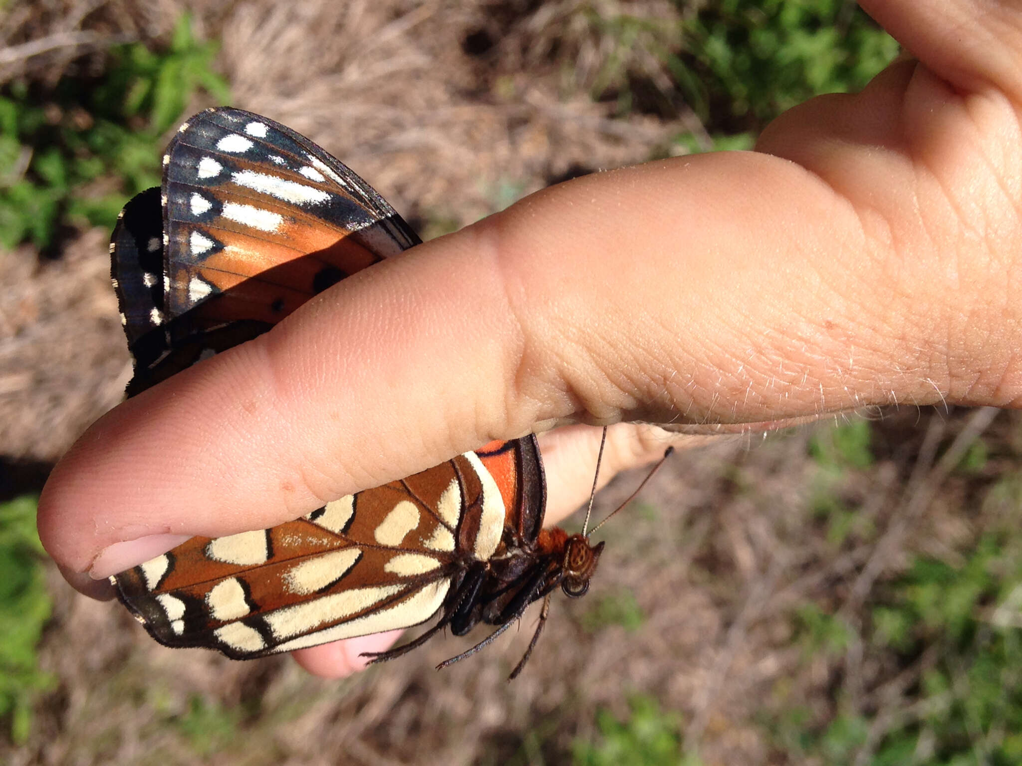 Image of Regal Fritillary