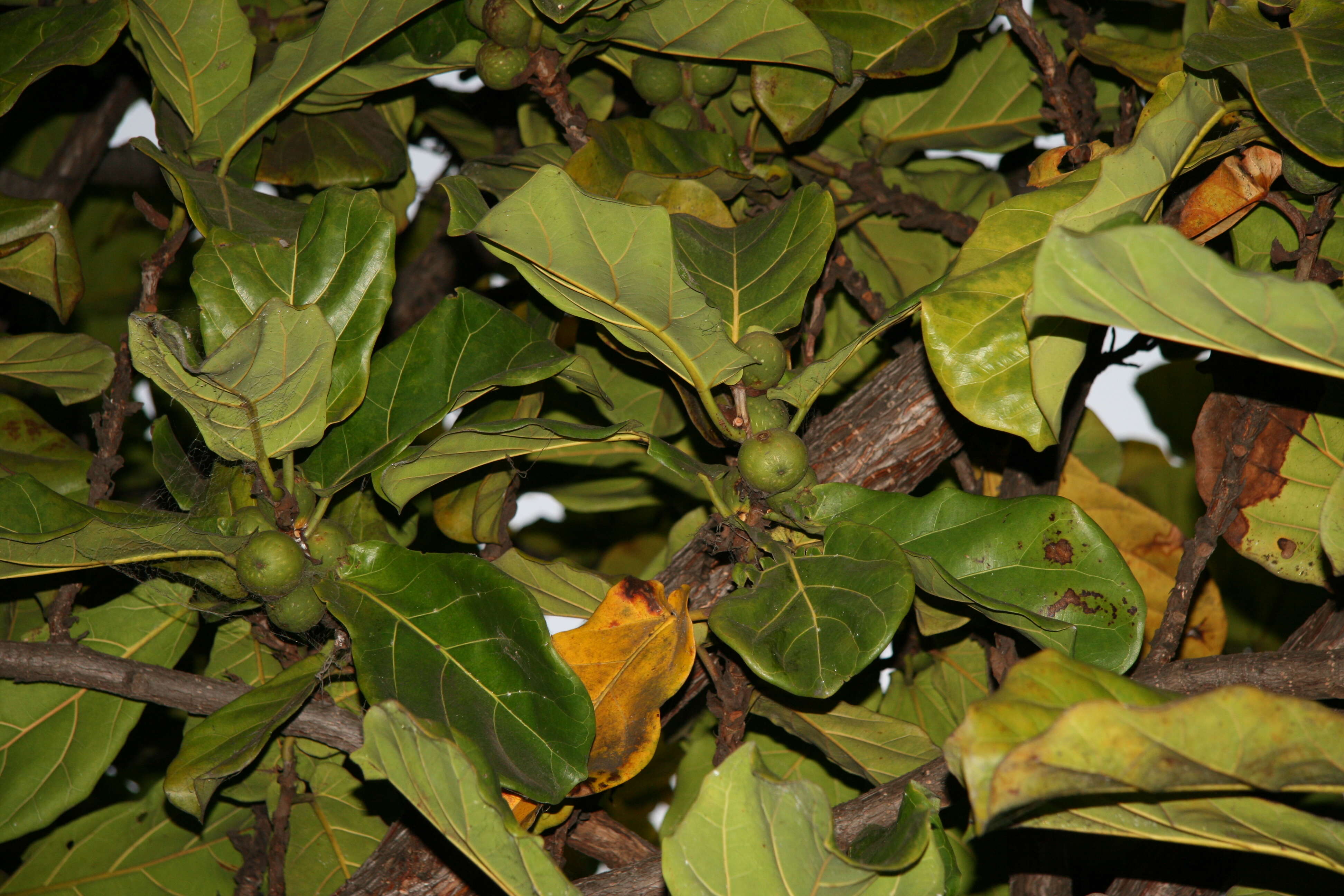 Image of fiddle-leaf fig