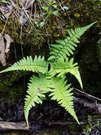 صورة Dryopteris filix-mas subsp. brittonii Fraser-Jenk. & Widén