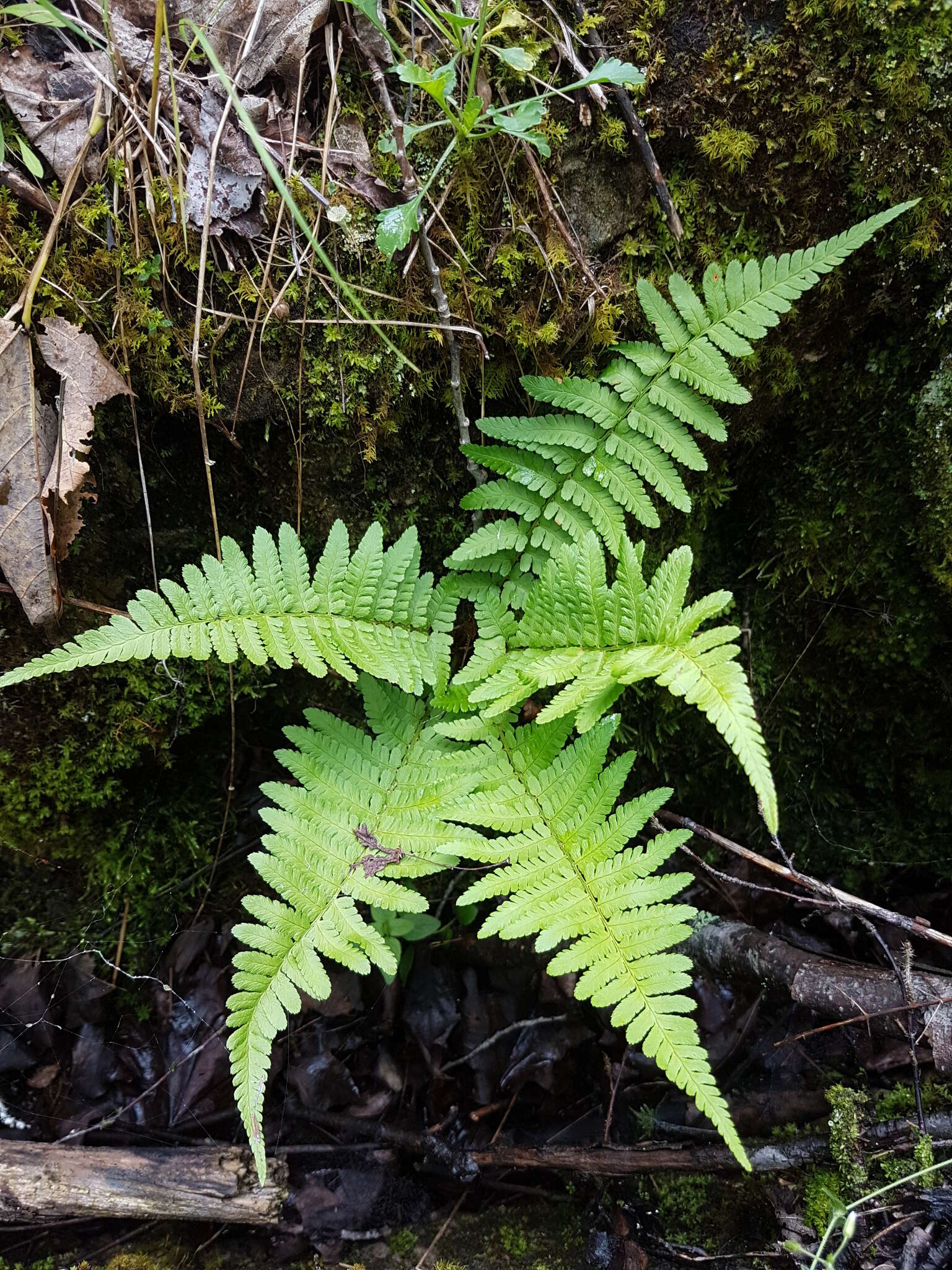 Sivun Dryopteris filix-mas subsp. brittonii Fraser-Jenk. & Widén kuva