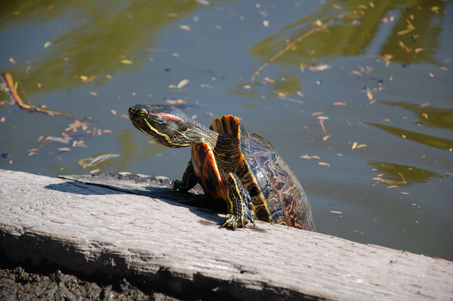 Image of slider turtle, red-eared terrapin, red-eared slider