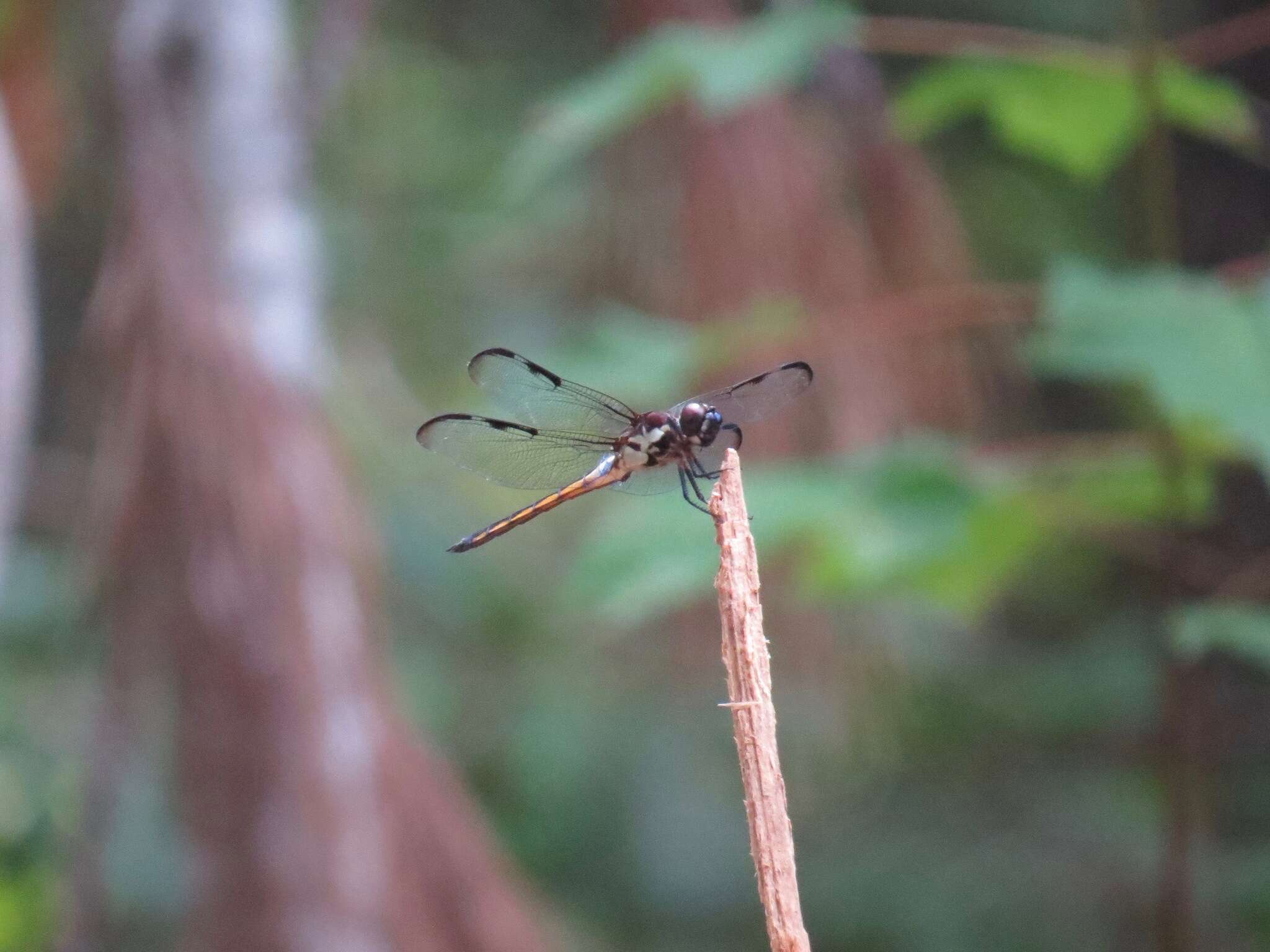 Image of Bar-winged Skimmer